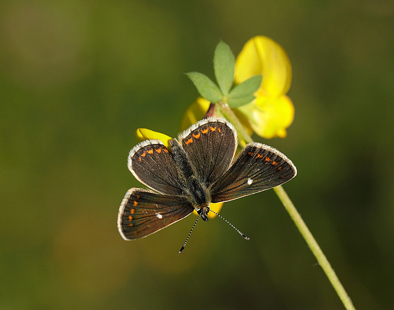 Northern Brown Argus Aricia artaxerxes artaxerxes