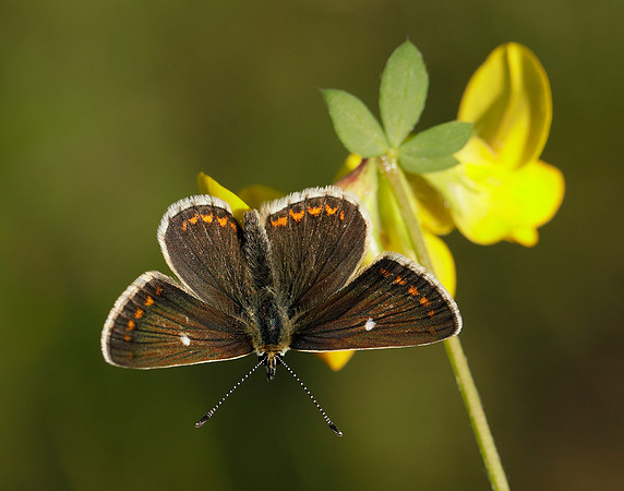 Northern Brown Argus Aricia artaxerxes artaxerxes