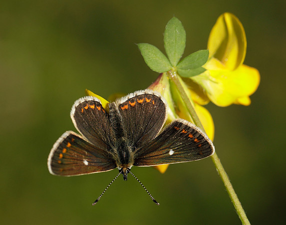 Northern Brown Argus Aricia artaxerxes artaxerxes