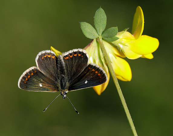 Northern Brown Argus Aricia artaxerxes artaxerxes