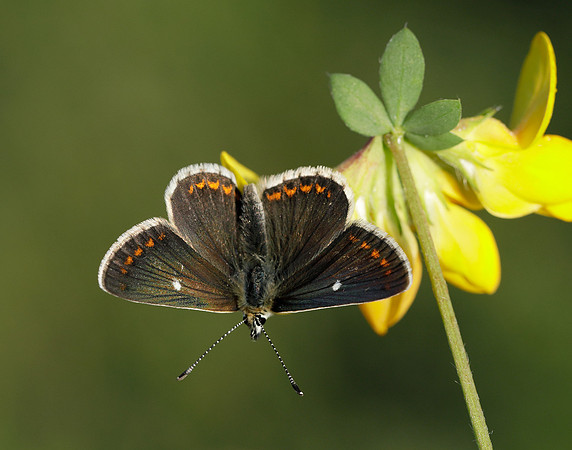 Northern Brown Argus Aricia artaxerxes artaxerxes
