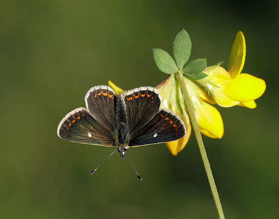 Northern Brown Argus Aricia artaxerxes artaxerxes