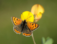 Small Copper Lycaena phlaeas
