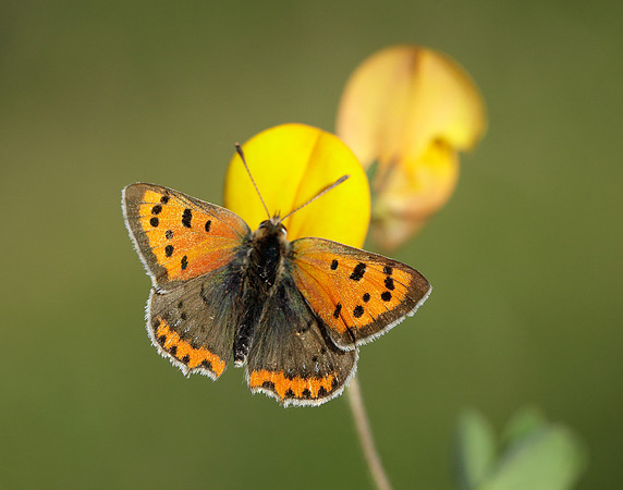 Small Copper Lycaena phlaeas
