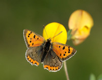 Small Copper Lycaena phlaeas