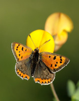 Small Copper Lycaena phlaeas