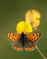 Small Copper Lycaena phlaeas