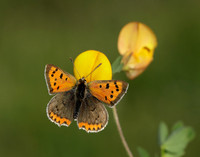 Small Copper Lycaena phlaeas