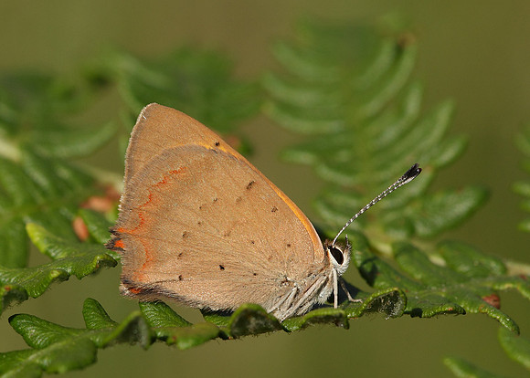 Small Copper Lycaena phlaeas