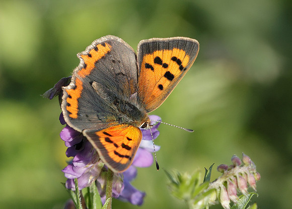 Small Copper Lycaena phlaeas