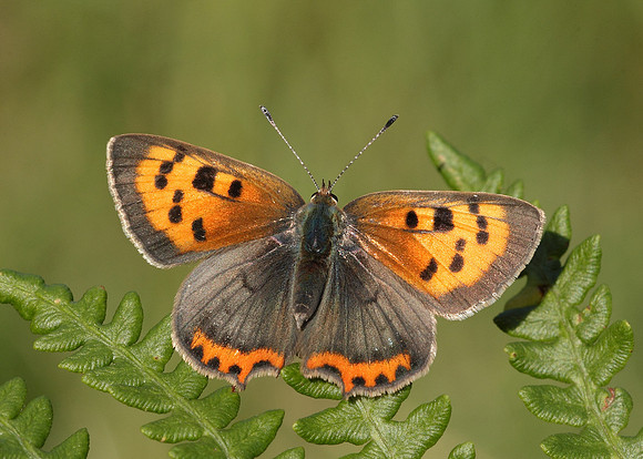 Small Copper Lycaena phlaeas
