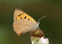 Small Copper Lycaena phlaeas