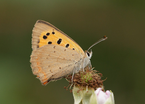 Small Copper Lycaena phlaeas