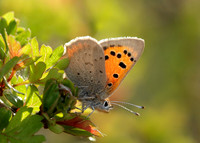 Small Copper Lycaena phlaeas