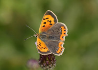 Small Copper Lycaena phlaeas