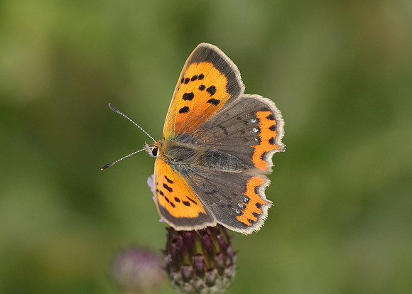 Small Copper Lycaena phlaeas