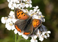 Small Copper Lycaena phlaeas