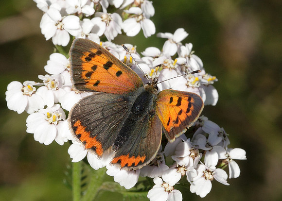 Small Copper Lycaena phlaeas