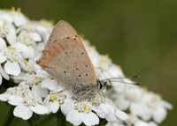 Small Copper Lycaena phlaeas