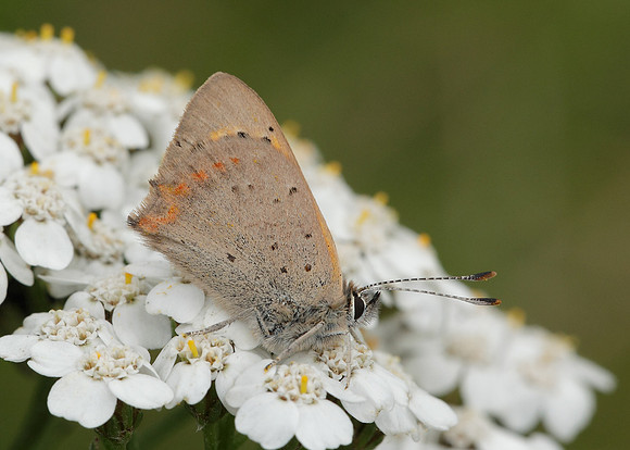 Small Copper Lycaena phlaeas