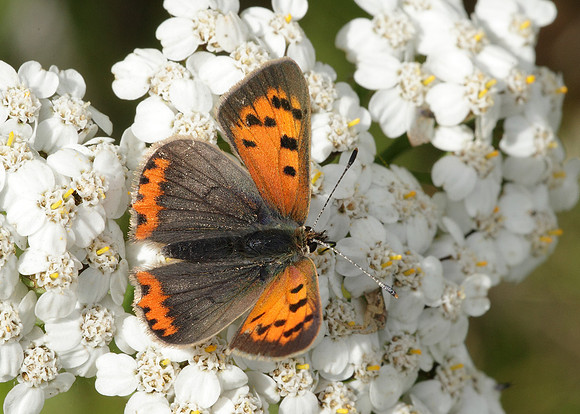 Small Copper Lycaena phlaeas