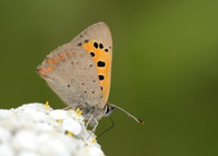 Small Copper Lycaena phlaeas