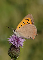 Small Copper Lycaena phlaeas