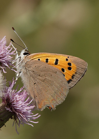 Small Copper Lycaena phlaeas