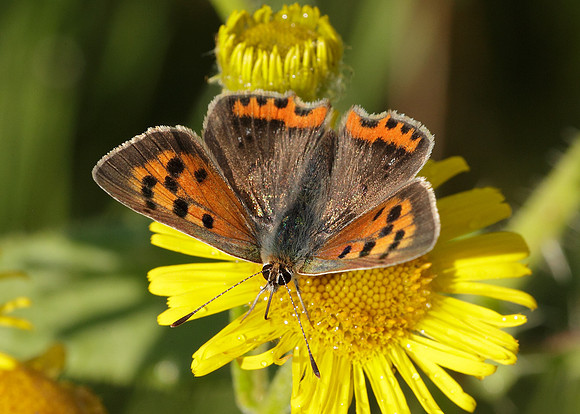Small Copper Lycaena phlaeas