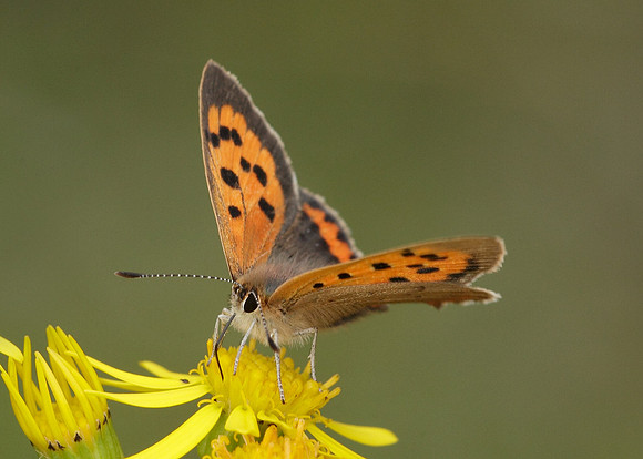 Small Copper Lycaena phlaeas