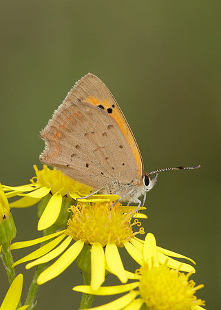 Small Copper Lycaena phlaeas