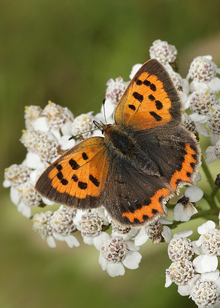 Small Copper Lycaena phlaeas