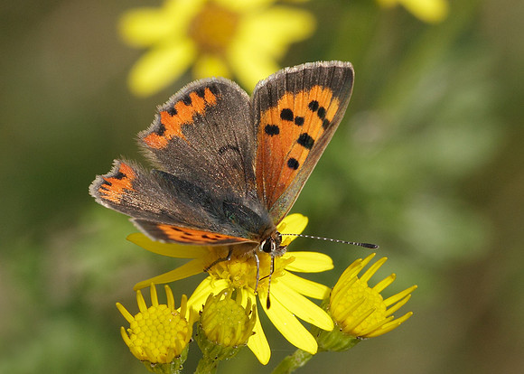 Small Copper Lycaena phlaeas