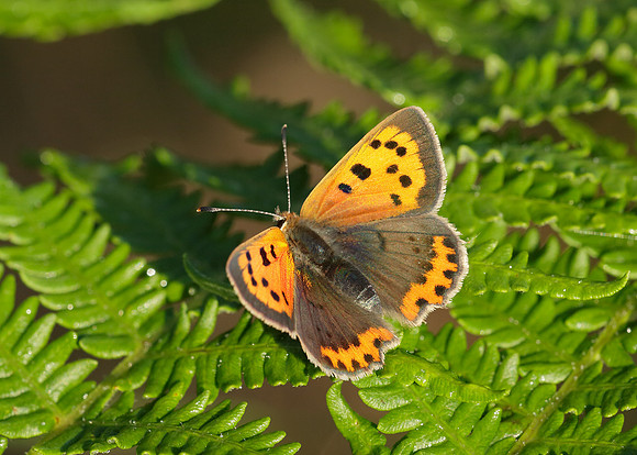 Small Copper Lycaena phlaeas