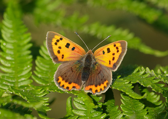 Small Copper Lycaena phlaeas
