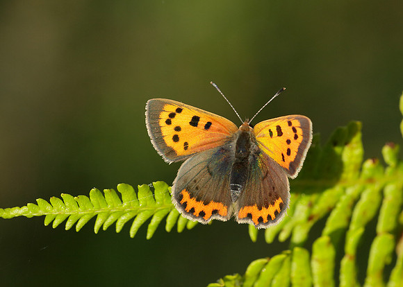 Small Copper Lycaena phlaeas