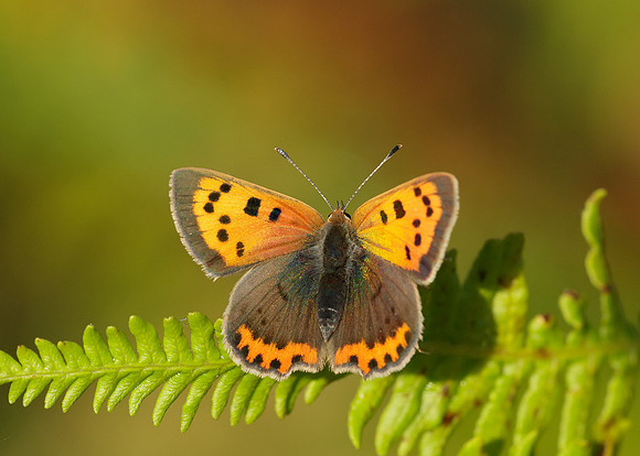 Small Copper Lycaena phlaeas