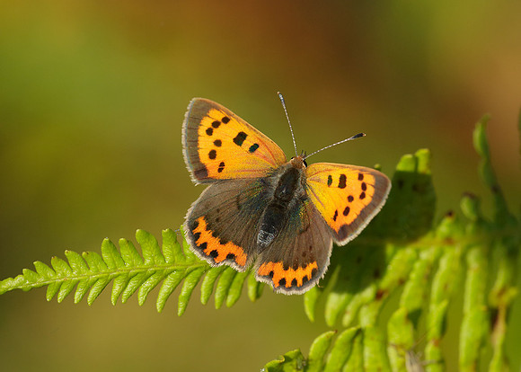 Small Copper Lycaena phlaeas