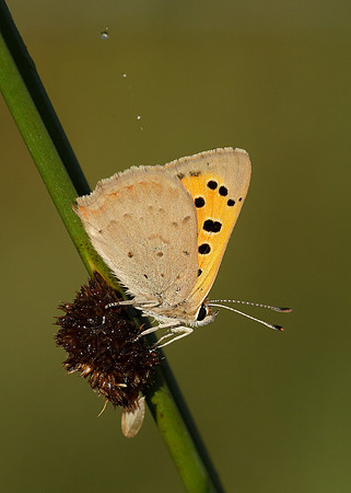 Small Copper Lycaena phlaeas