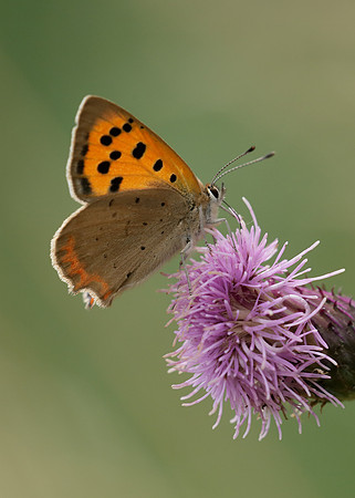 Small Copper Lycaena phlaeas