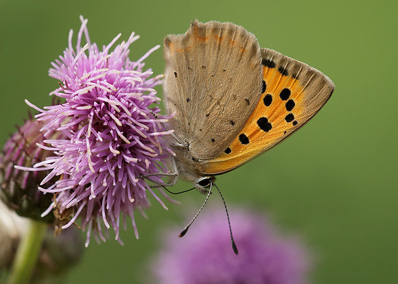Small Copper Lycaena phlaeas