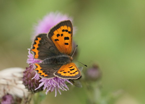 Small Copper Lycaena phlaeas