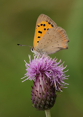 Small Copper Lycaena phlaeas