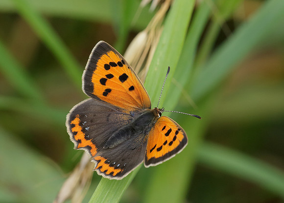Small Copper Lycaena phlaeas