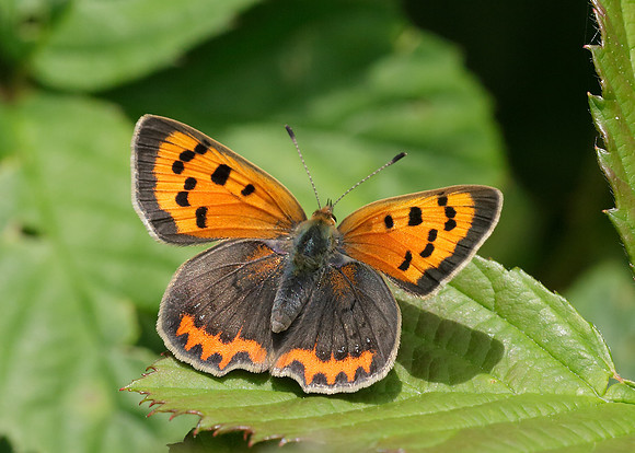Small Copper Lycaena phlaeas