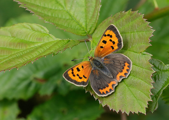 Small Copper Lycaena phlaeas