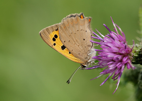 Small Copper Lycaena phlaeas