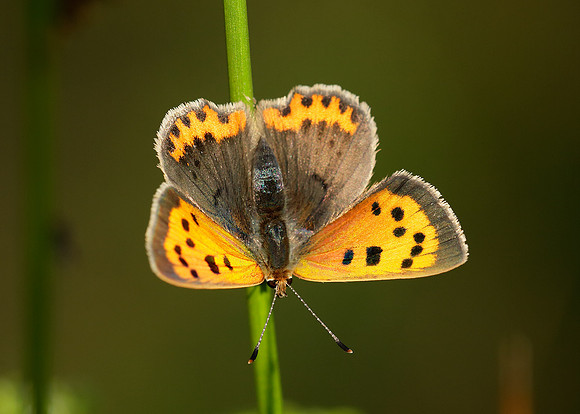 Small Copper Lycaena phlaeas