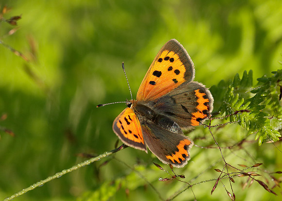 Small Copper Lycaena phlaeas