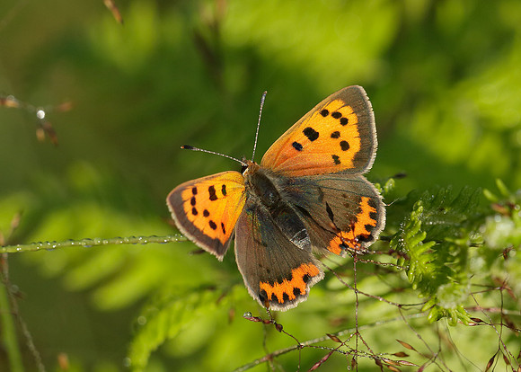 Small Copper Lycaena phlaeas